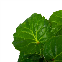 Polyscias Fabian - Aralia - P19 H65 - Kamerplant -Plant Verkoop polyscias fabian aralia p19 h65 5