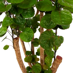 Polyscias Fabian - Aralia - P24 H100 - Kamerplant -Plant Verkoop polyscias fabian aralia p24 h100 6 1