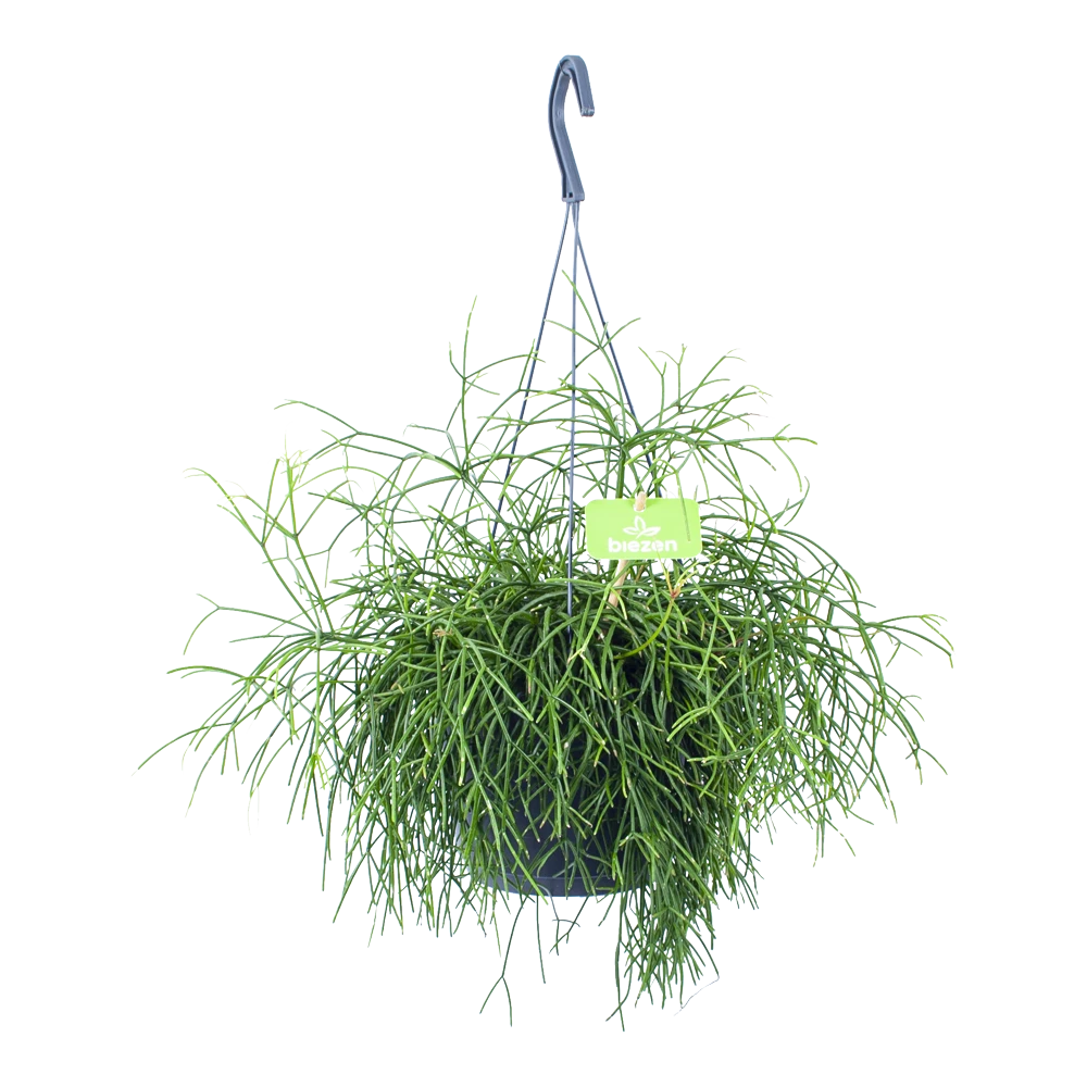 Rhipsalis Cassutha - Koraalcactus - In Hangpot - P17 H40 - Kamerplant 1 Rhipsalis Cassutha - Koraalcactus - In Hangpot - P17 H40 - Kamerplant