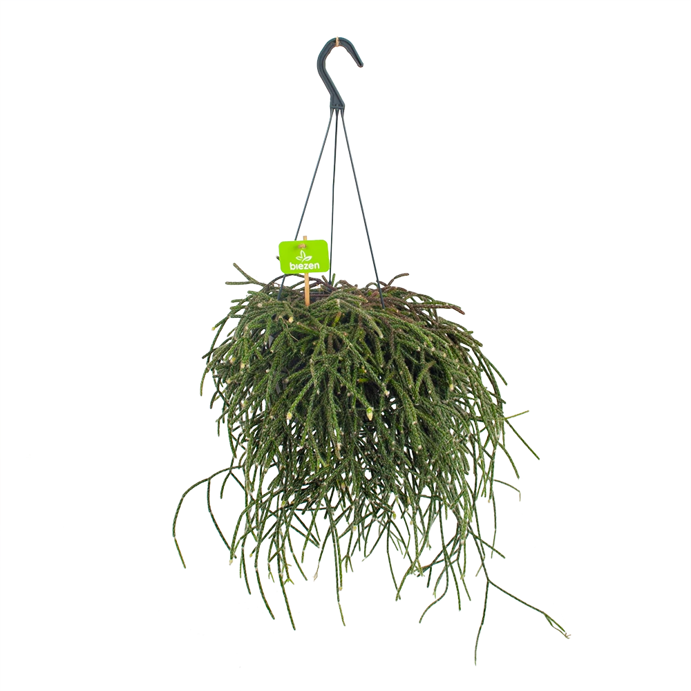 Rhipsalis Pilocarpa - In Hangpot - P17 H40 - Kamerplant 1 Rhipsalis Pilocarpa - In Hangpot - P17 H40 - Kamerplant