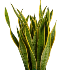 Sansevieria Laurentii - Vrouwentong - P30 H110 - Kamerplant -Plant Verkoop sansevieria laurentii vrouwentong p30 h110 kamerplant 3