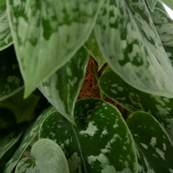 Scindapsus Pictus Silvery Ann Op Mosstok - Epipremnum - P15 H60 - Kamerplant -Plant Verkoop scindapsus pictus silvery ann op mosstok epipremnum p15 h60 4 2