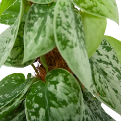 Scindapsus Pictus Silvery Ann Op Mosstok - Epipremnum - P15 H60 - Kamerplant -Plant Verkoop scindapsus pictus silvery ann op mosstok epipremnum p15 h60 5 3