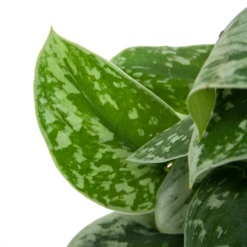 Scindapsus Pictus Silvery Ann Op Mosstok - Epipremnum - P15 H60 - Kamerplant -Plant Verkoop scindapsus pictus silvery ann op mosstok epipremnum p15 h60 6 3