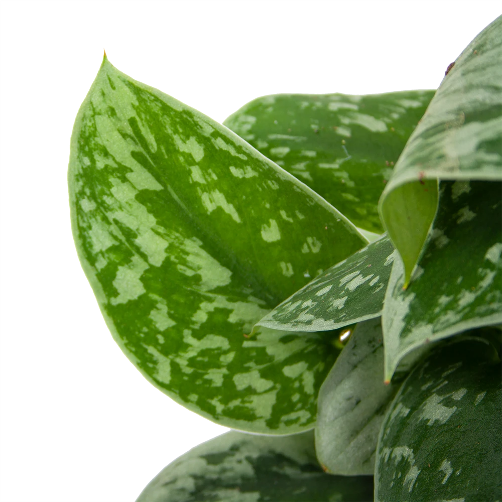 Scindapsus Pictus Silvery Ann Op Mosstok - Epipremnum - P15 H60 - Kamerplant - Afbeelding 4