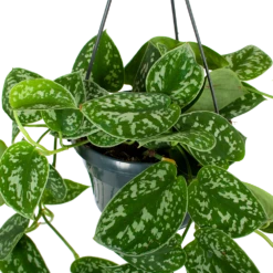 Scindapsus Pictus Trebie - Epipremnum - In Hangpot - P15 H20 - Kamerplant -Plant Verkoop scindapsus pictus trebie epipremnum in hangpot p15 5 1