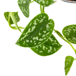 Scindapsus Pictus Trebie - Epipremnum - In Hangpot - P15 H20 - Kamerplant -Plant Verkoop scindapsus pictus trebie epipremnum in hangpot p15 6 1