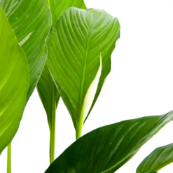 Spathiphyllum Wallisii - Lepelplant - P19 H80 Wit - Kamerplant -Plant Verkoop spathiphyllum wallisii lepelplant p19 h80 wit 6
