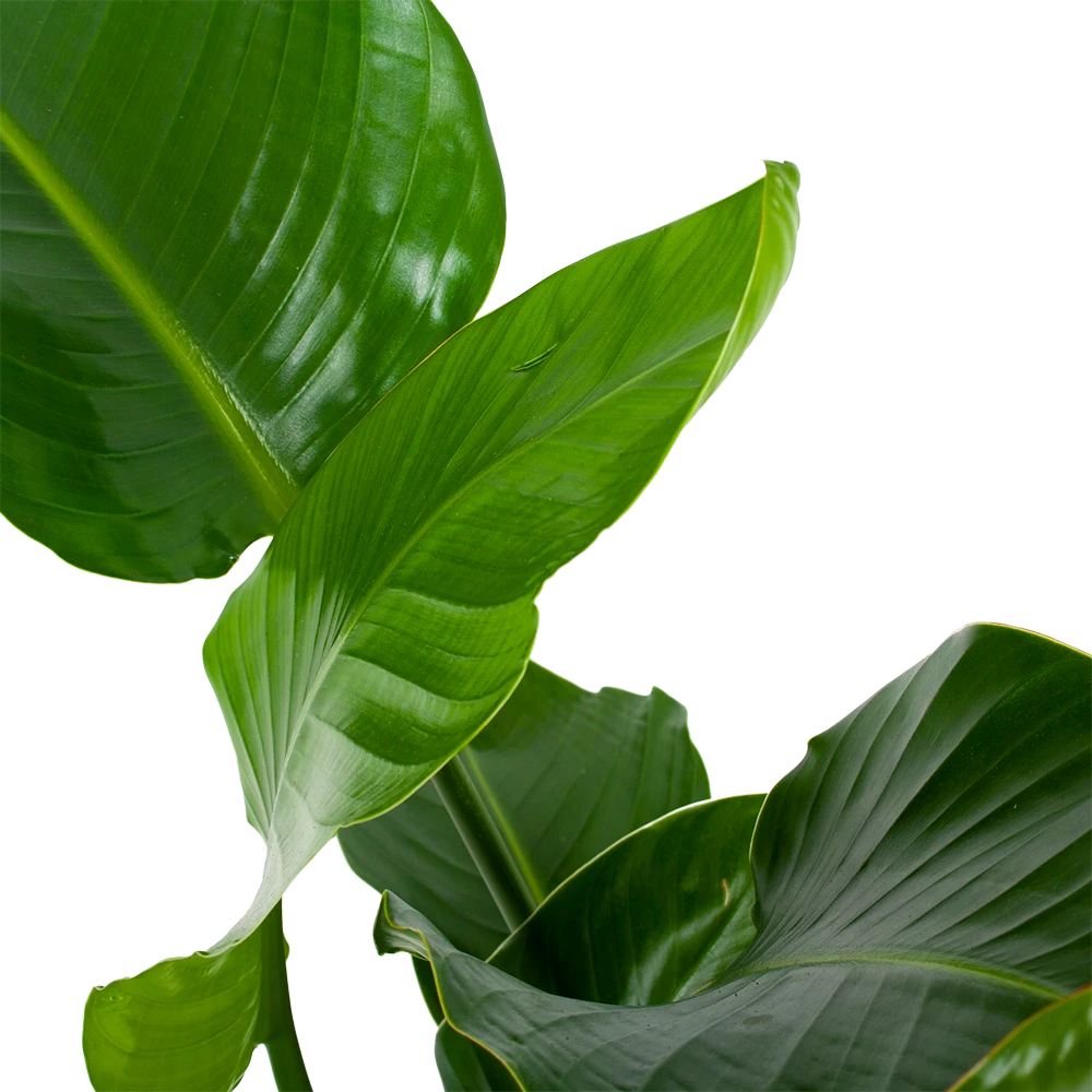 Strelitzia Nicolai - Paradijsvogelpant - P19 H80 - Kamerplant 2 Strelitzia Nicolai - Paradijsvogelpant - P19 H80 - Kamerplant - Afbeelding 2