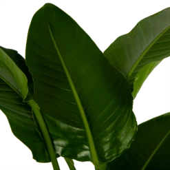 Strelitzia Nicolai - Paradijsvogelpant - P27 H180 - Kamerplant -Plant Verkoop strelitzia nicolai paradijsvogelpant p27 h180 6 2