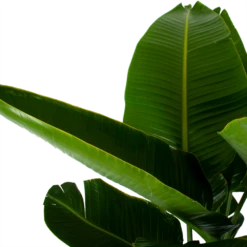 Strelitzia Nicolai - Paradijsvogelpant - P32 H170 - Kamerplant 6 Strelitzia Nicolai - Paradijsvogelpant - P32 H170 - Kamerplant -Plant Verkoop strelitzia nicolai paradijsvogelpant p32 h170 6