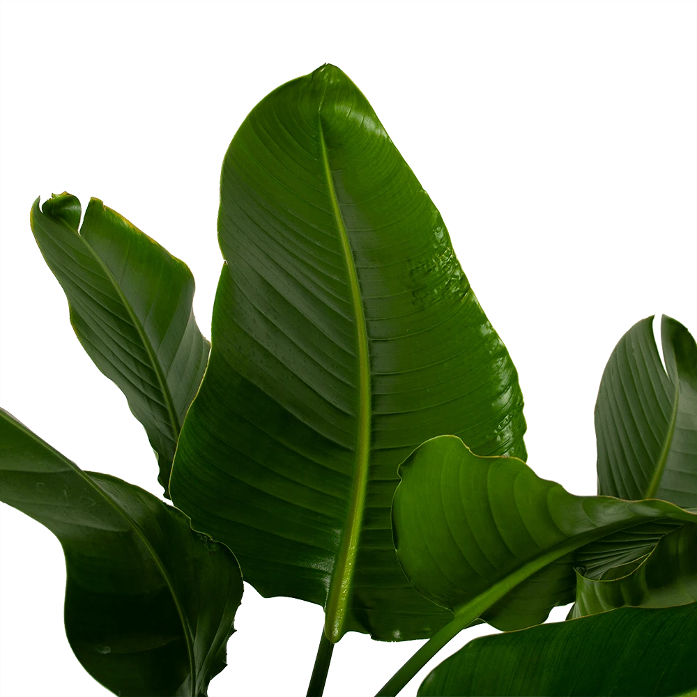 Strelitzia Nicolai - Paradijsvogelpant - P38 H160 - Kamerplant 2 Strelitzia Nicolai - Paradijsvogelpant - P38 H160 - Kamerplant - Afbeelding 2