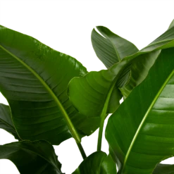 Strelitzia Nicolai - Paradijsvogelpant - P38 H160 - Kamerplant 6 Strelitzia Nicolai - Paradijsvogelpant - P38 H160 - Kamerplant -Plant Verkoop strelitzia nicolai paradijsvogelpant p38 h160 4