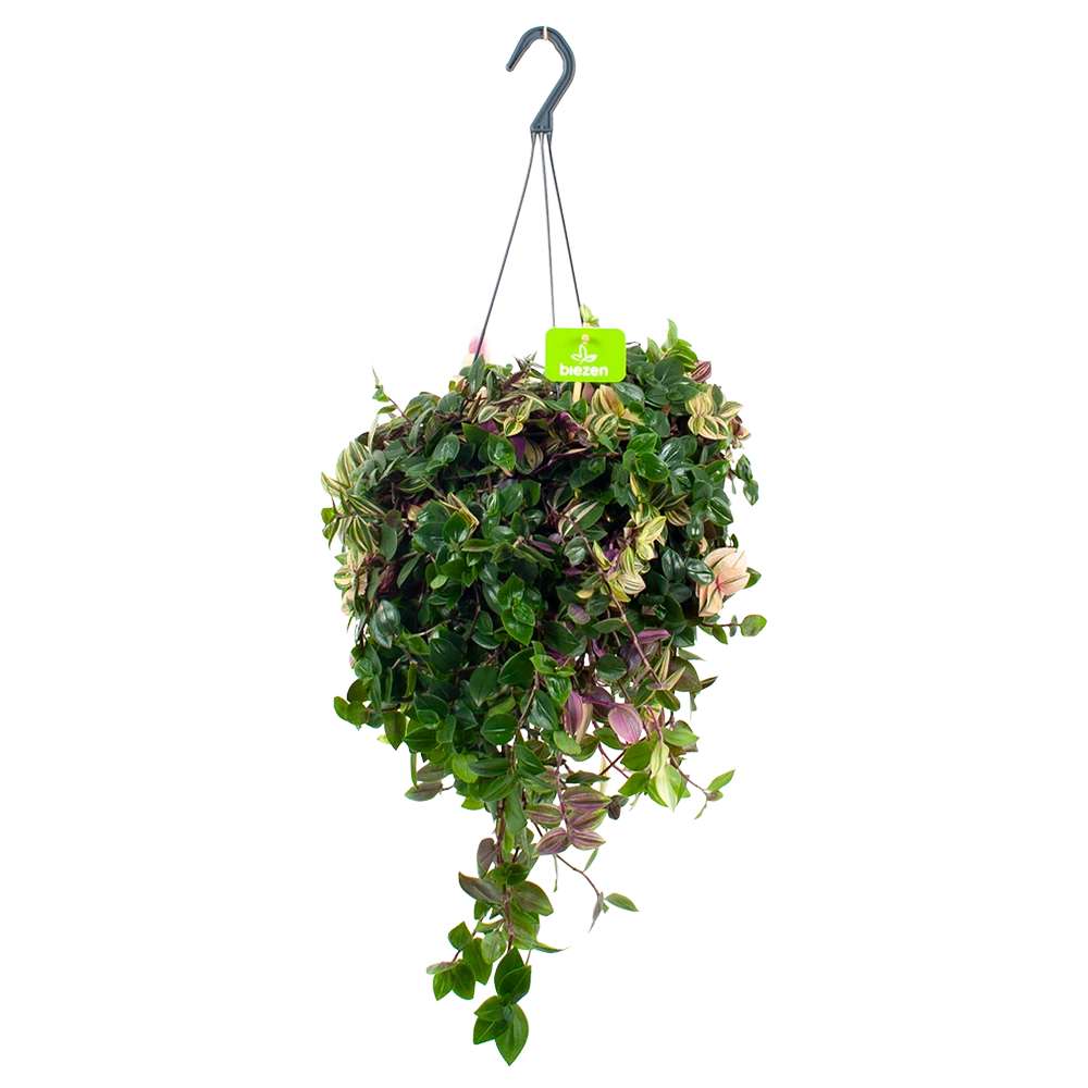 Tradescantia Quadricolor - Vaderplant - In Hangpot - P17 H40 - Kamerplant