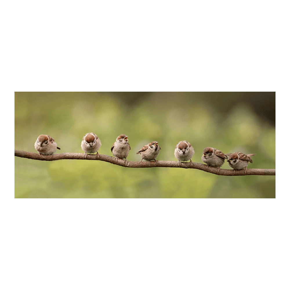 Tuinposter 7 Mussen Op Tak - 110x45cm 1 Tuinposter 7 Mussen Op Tak - 110x45cm