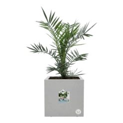 Elho Vivo Next Vierkant Wielen 30cm - Warm Grijs 12 Elho Vivo Next Vierkant Wielen 30cm - Warm Grijs -Plant Verkoop vivo next vierkant wielen 30cm warm grijs 6 1