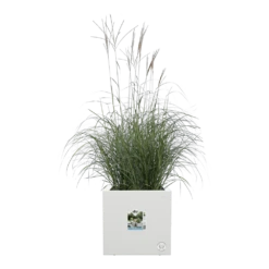 Elho Vivo Next Vierkant Wielen 40cm - Wit -Plant Verkoop vivo next vierkant wielen 40cm wit 5 1