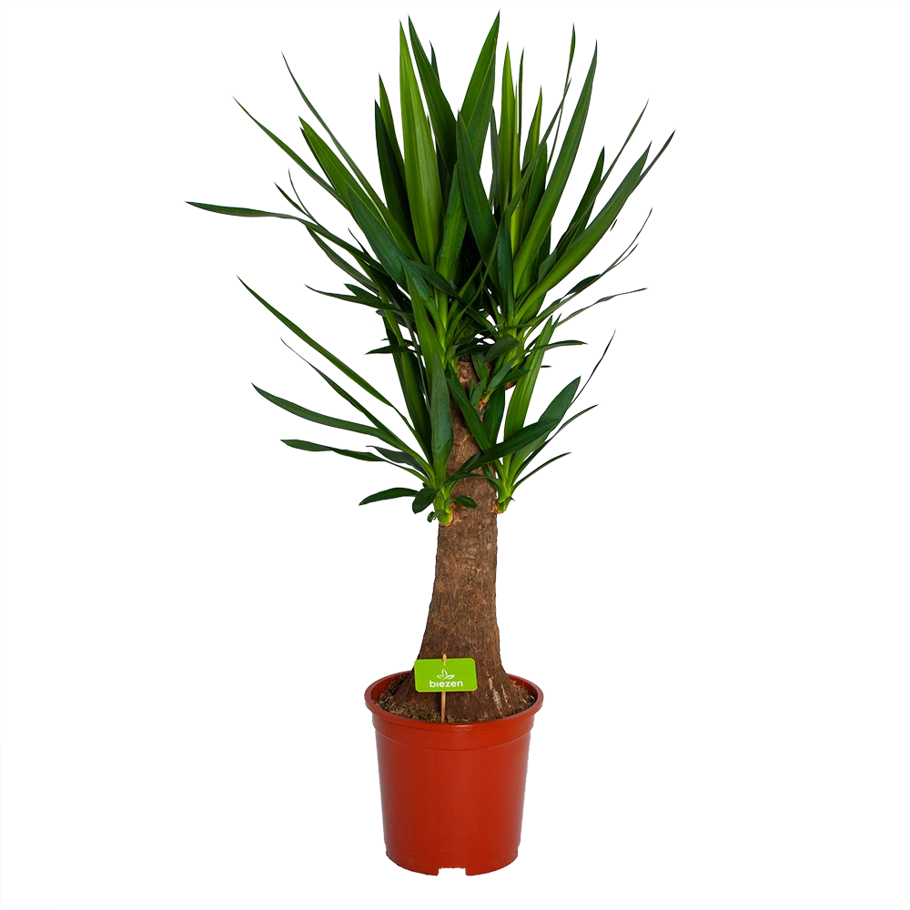 Yucca Inca Tree - Palmlelie - P27 H110 - Kamerplant 1 Yucca Inca Tree - Palmlelie - P27 H110 - Kamerplant